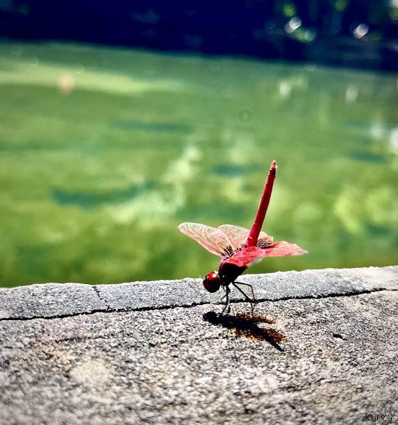 3b5af032fd4963a5ef412d6b8689102f-sz_3308207